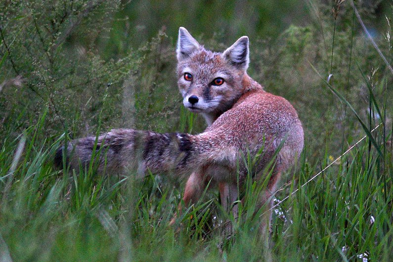 Корсак в степи