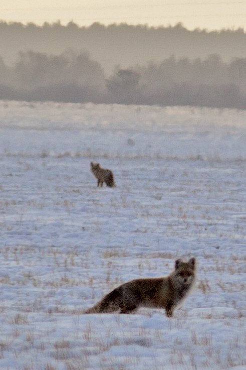 Корсак среди травы