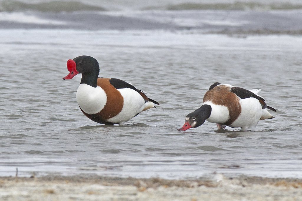 Благородные утки пеганки