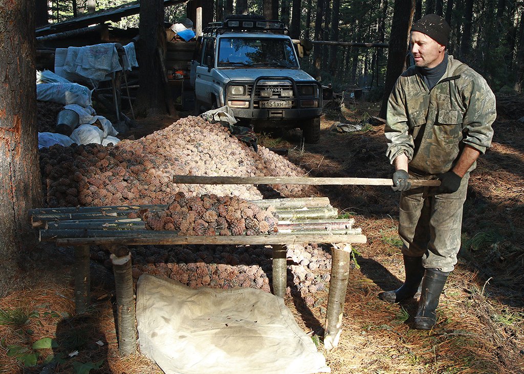 Табор добытчиков ореха у останца
