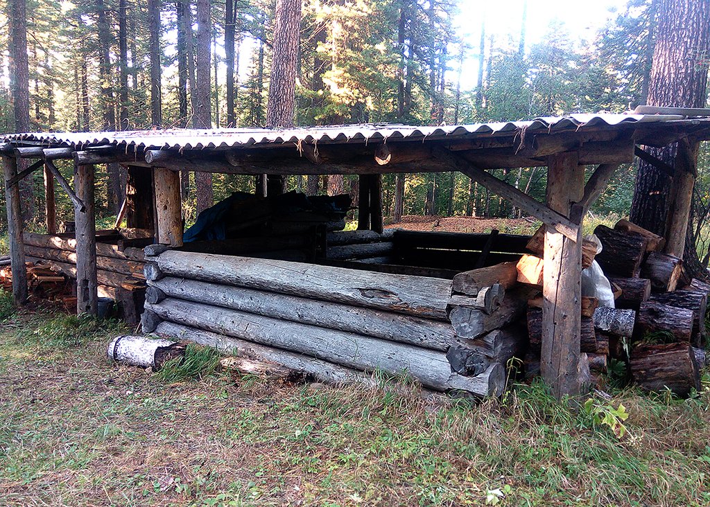 Сайба-сусек в тайге