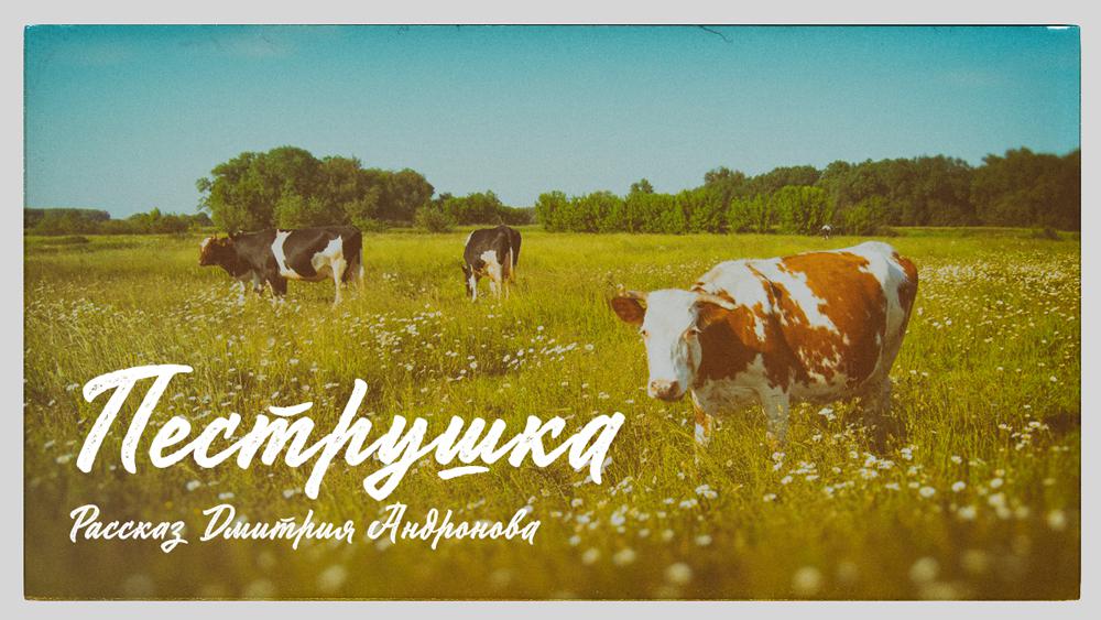 Корова Пеструшка