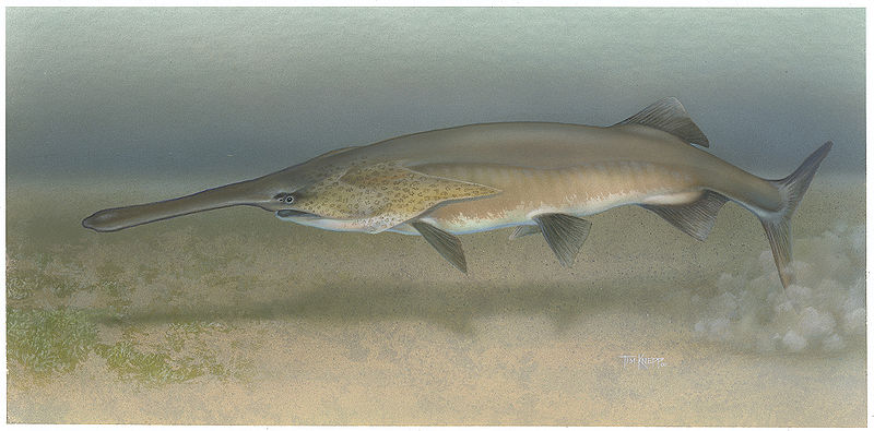 800px-Paddlefish_Polyodon_spathula.jpg