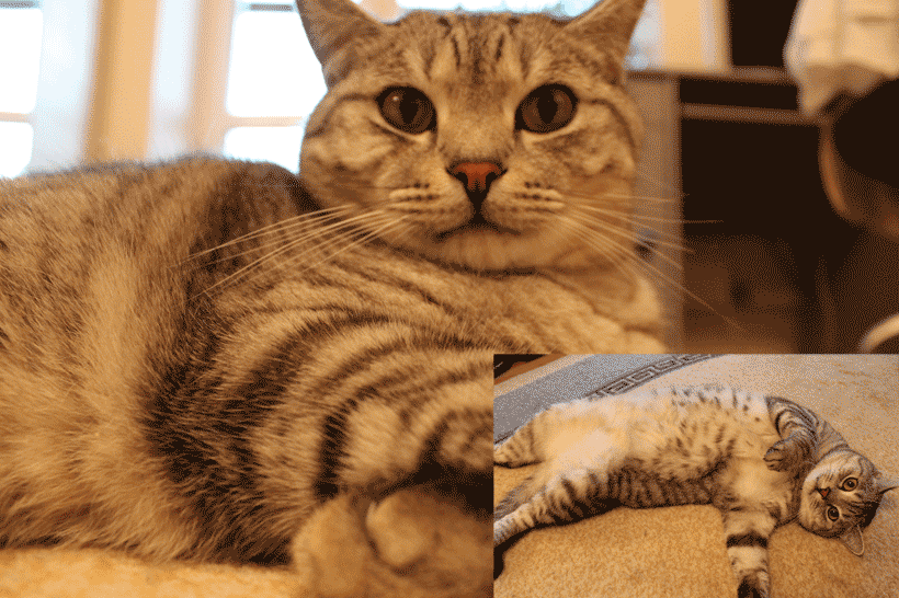 профессорский-кот.gif