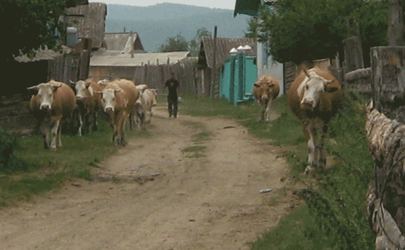 елансти-коровы.gif