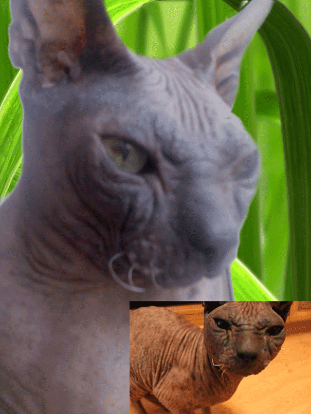 мой-любимый-кот.gif