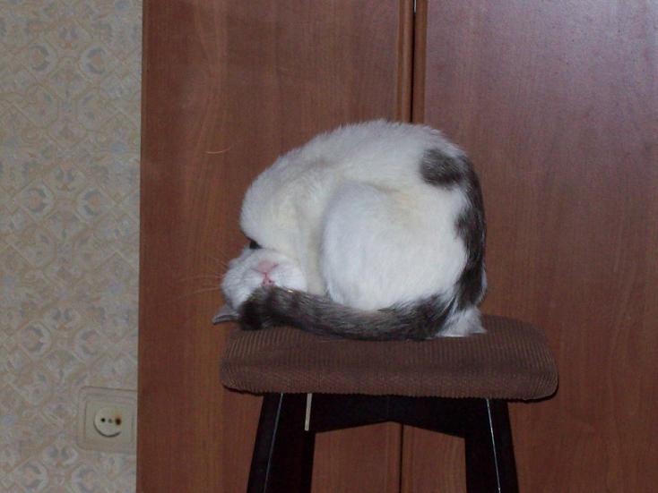 Наша кошка Жади.jpg
