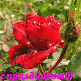 с праздником весны, ДОРОГИЕ Женщины!!!.gif