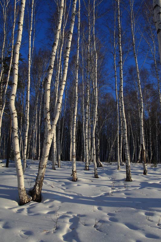 _MG_1155.jpg