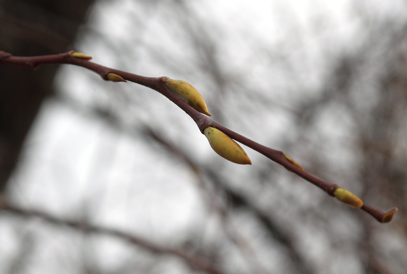 _MG_4508.jpg