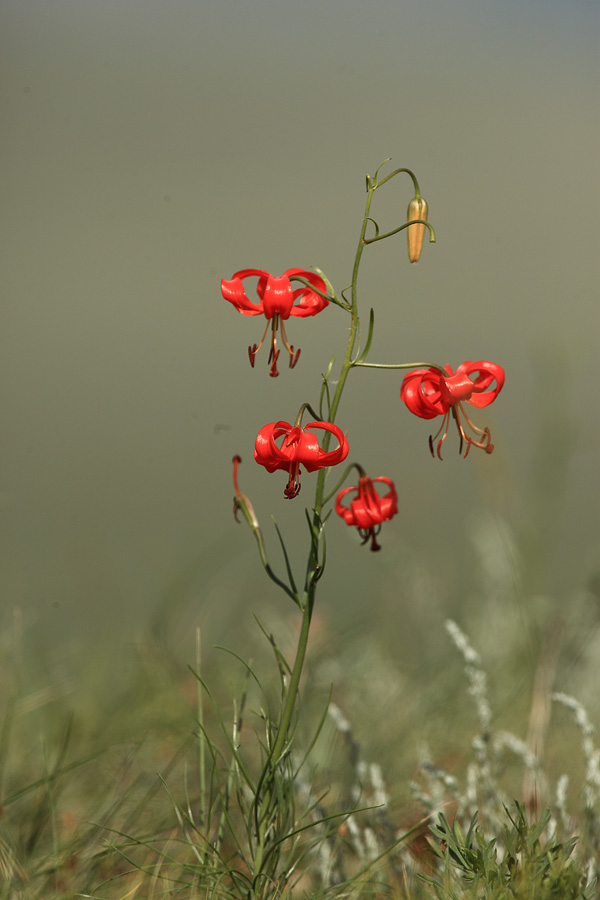 _MG_5518.jpg