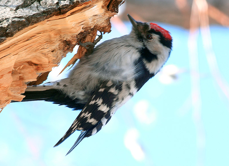 _MG_5630.jpg