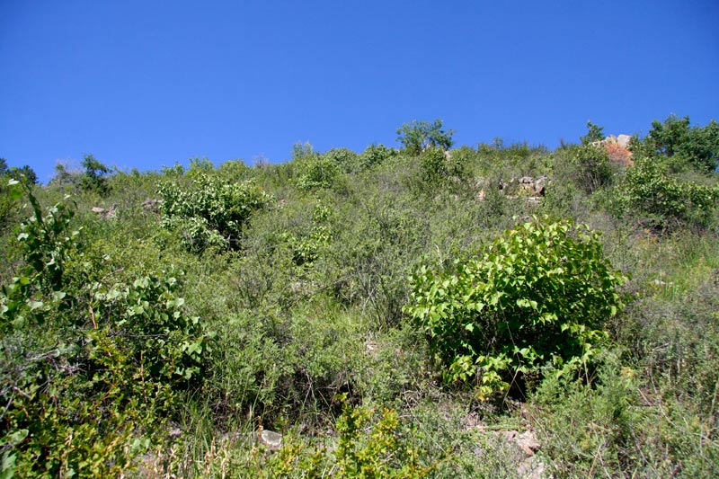 _MG_9014.JPG