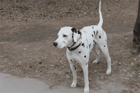 соседка.gif
