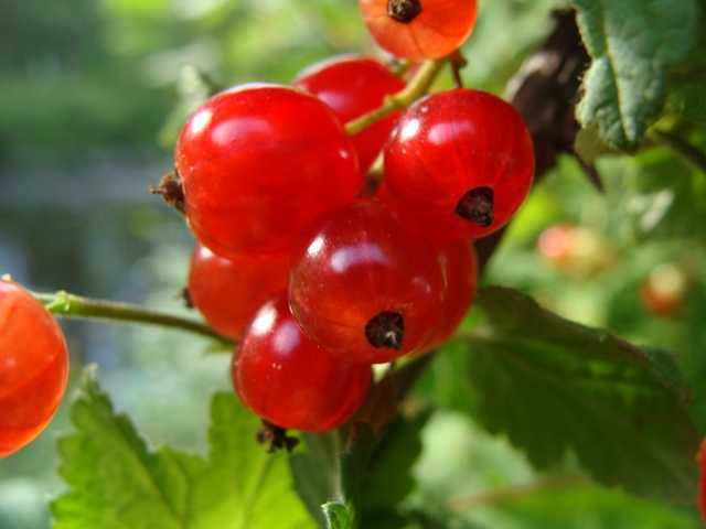 DSC03742ф.JPG