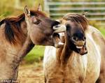 horse2.thb.jpg