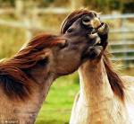 horse3.thb.jpg