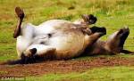 horse4.thb.jpg