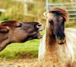 horse.thb.jpg