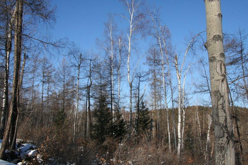 motovilov1 0